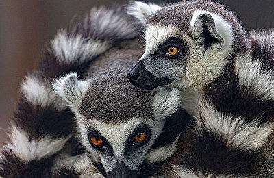 《艾尔登法环》全新配图 战马助你驰骋世界之巅